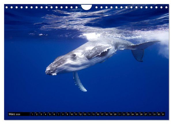 Produktbild: Die blaue Welt der Wale (Wandkalender 2026 DIN A4 quer), CALVENDO Monatskalender