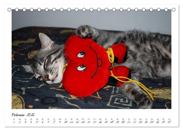 Produktbild: Die Launen der Katzen 2026 (Tischkalender 2026 DIN A5 quer), CALVENDO Monatskalender