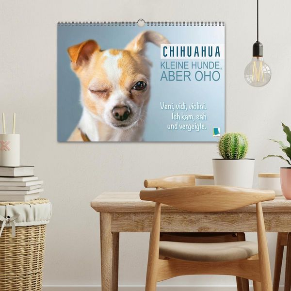 Produktbild: Chihuahua: Kleine Hunde, aber oho (Wandkalender 2026 DIN A3 quer), CALVENDO Monatskalender