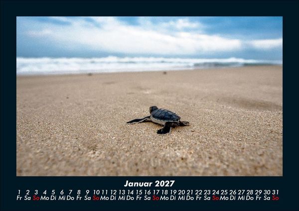Produktbild: Schildkr&ouml;tenzauber 2027 Fotokalender DIN A5