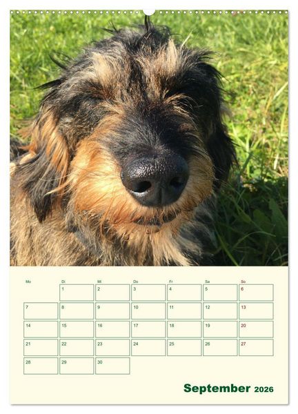 Produktbild: Schorschi &ndash; Ein Jahr mit dem bayrischen Rauhhaardackel (hochwertiger Premium Wandkalender 2026 DIN A2 hoch), Kunstdruck in Hochglanz