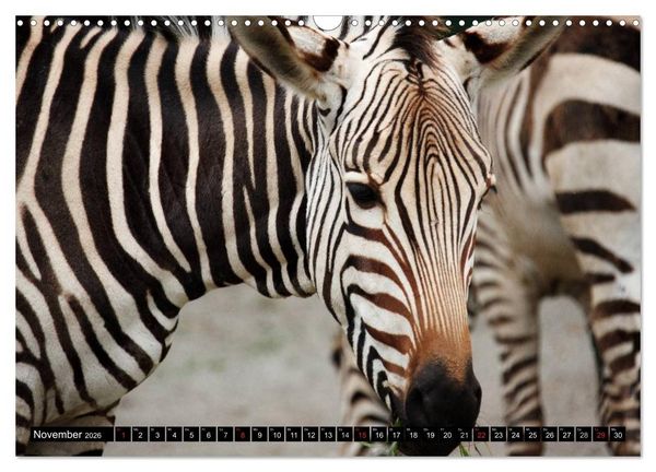 Produktbild: Zebras - Ungez&auml;hmte Kraft (Wandkalender 2026 DIN A3 quer), CALVENDO Monatskalender
