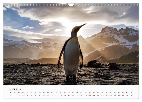 Produktbild: Pinguine - Die sympathischen Frack-Tr&auml;ger (Wandkalender 2026 DIN A3 quer), CALVENDO Monatskalender