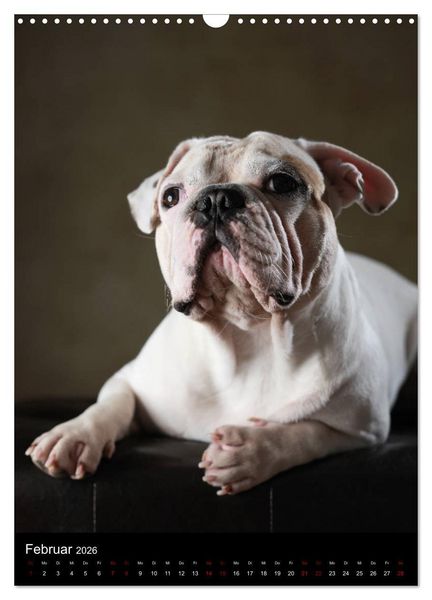 Produktbild: Bullys mit Charme - Franz&ouml;sische Bulldoggen im Portrait (Wandkalender 2026 DIN A3 hoch), CALVENDO Monatskalender