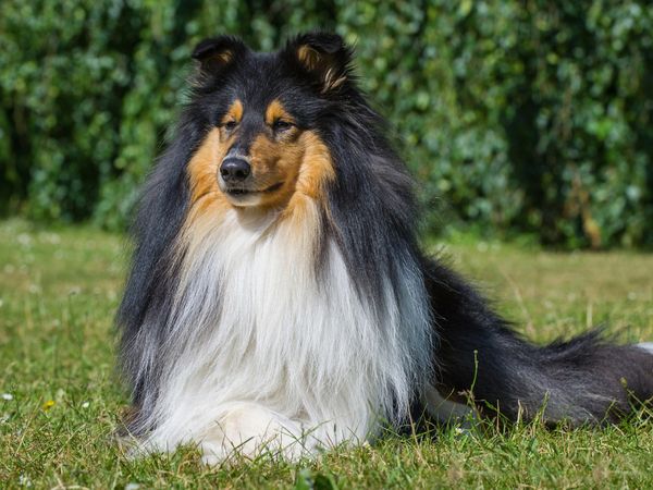 Produktbild: CALVENDO Puzzle Ein prachtvoller tricolour Collie R&uuml;de 1000 Teile Lege-Gr&ouml;&szlig;e 64 x 48 cm Foto-Puzzle Bild von Sigrid Starick