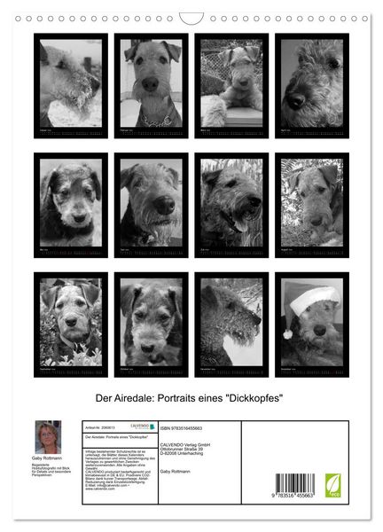 Produktbild: Der Airedale: Portraits eines "Dickkopfes" (Wandkalender 2026 DIN A3 hoch), CALVENDO Monatskalender