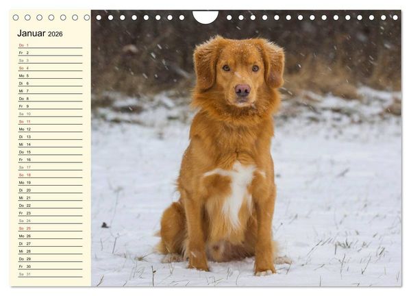 Produktbild: Toll, toll, Toller (Wandkalender 2026 DIN A4 quer), CALVENDO Monatskalender