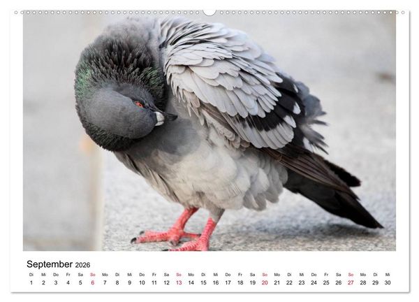 Produktbild: Geliebte Tauben (Wandkalender 2026 DIN A2 quer), CALVENDO Monatskalender