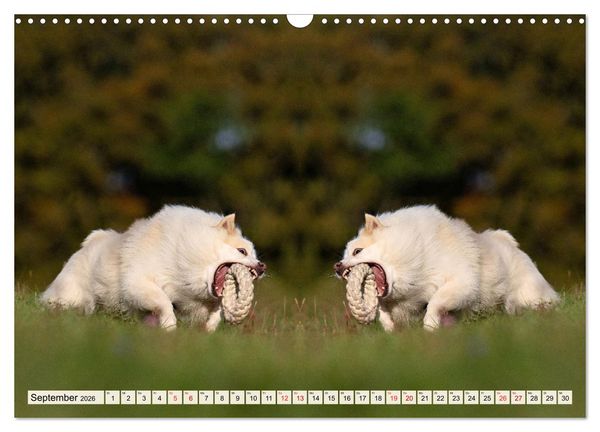 Produktbild: Mit doppelter Power durch das Jahr (Wandkalender 2026 DIN A3 quer), CALVENDO Monatskalender