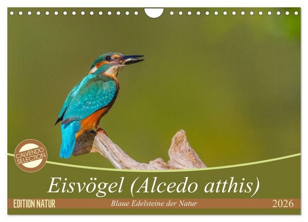 Produktbild: Eisv&ouml;gel (Alcedo atthis) - Edelsteine der Natur (Wandkalender 2026 DIN A4 quer), CALVENDO Monatskalender