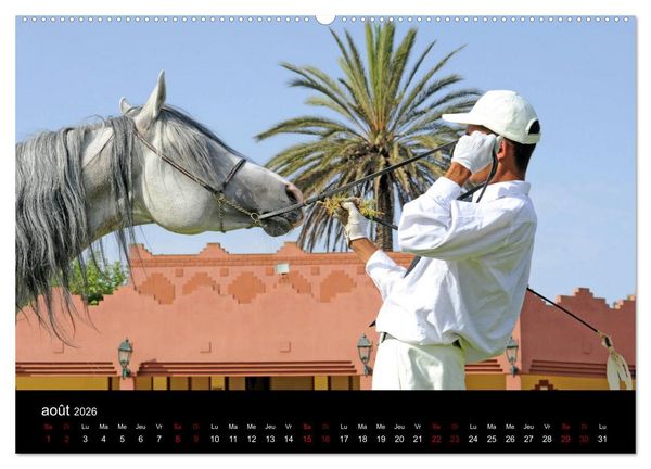 Produktbild: Les chevaux du Maroc (Calendrier mural 2026 DIN A2 vertical) calendrier de bureau