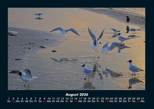 Produktbild: M&ouml;wen 2026 Fotokalender DIN A4