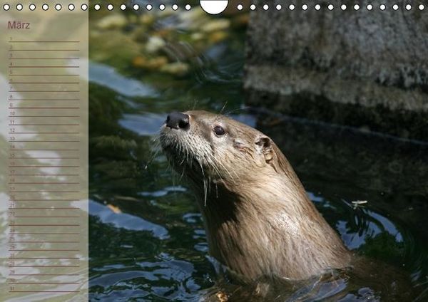 Produktbild: Fischotter Geburtstagskalender (Wandkalender immerw&auml;hrend DIN A4 quer)