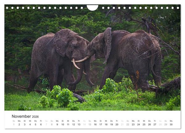 Produktbild: Elefanten - Sanfte Riesen in Afrika (Wandkalender 2026 DIN A4 quer), CALVENDO Monatskalender