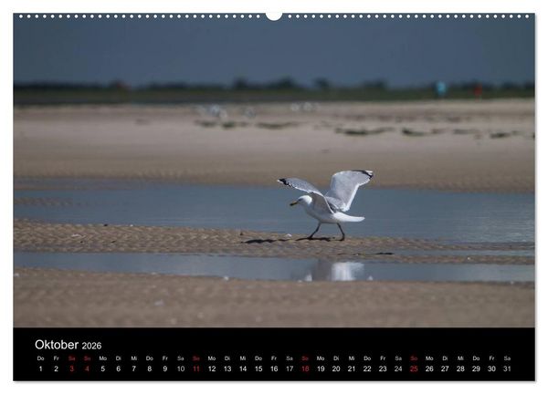 Produktbild: Amrumer Impressionen (hochwertiger Premium Wandkalender 2026 DIN A2 quer), Kunstdruck in Hochglanz