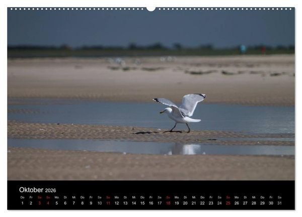Produktbild: Amrumer Impressionen (Wandkalender 2026 DIN A2 quer), CALVENDO Monatskalender