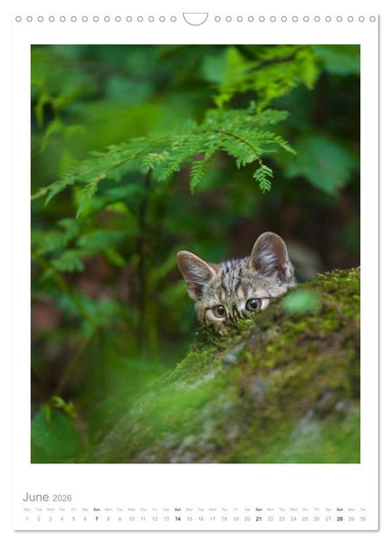 Produktbild: European Wildcats (Wall Calendar 2026 DIN A3 portrait), CALVENDO 12 Month Wall Calendar