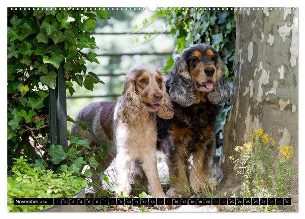 Produktbild: English Cocker Spaniel - Fr&ouml;hliche Gesellen (Wandkalender 2026 DIN A2 quer), CALVENDO Monatskalender