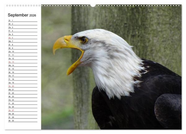Produktbild: Wei&szlig;kopfseeadler. Symbol der Freiheit (Wandkalender 2026 DIN A2 quer), CALVENDO Monatskalender