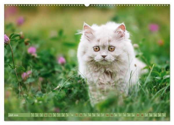 Produktbild: Kittens - Britisch Kurzhaar Katzenkinder (Wandkalender 2026 DIN A2 quer), CALVENDO Monatskalender
