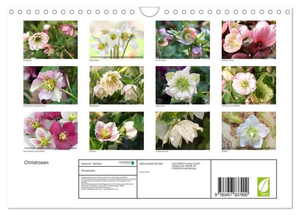 Produktbild: Christrosen (Wandkalender 2026 DIN A4 quer), CALVENDO Monatskalender