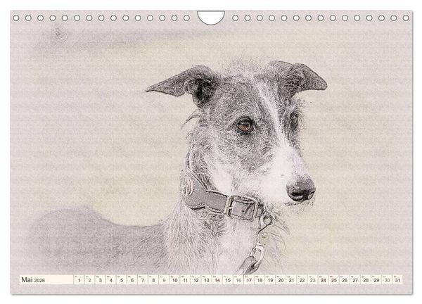 Produktbild: Windhunde 2026 (Wandkalender 2026 DIN A4 quer), CALVENDO Monatskalender