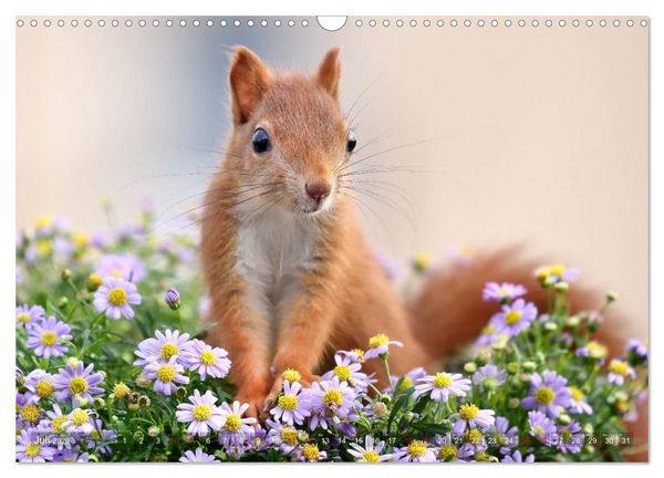 Produktbild: Eichh&ouml;rnchen Momentaufnahmen f&uuml;rs Herz (Wandkalender 2026 DIN A3 quer), CALVENDO Monatskalender