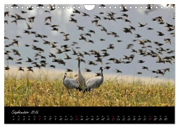 Produktbild: Kraniche - V&ouml;gel des Gl&uuml;cks (Wandkalender 2026 DIN A4 quer), CALVENDO Monatskalender