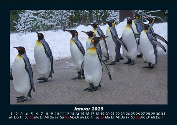 Produktbild: Tiere in der Wildnis 2025 Fotokalender DIN A5
