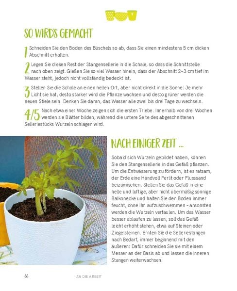 Regrowing – Neue Triebe aus Obst- und Gemüseresten