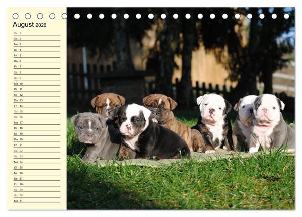 Produktbild: Bulldoggen-Moppelchen (Tischkalender 2026 DIN A5 quer), CALVENDO Monatskalender