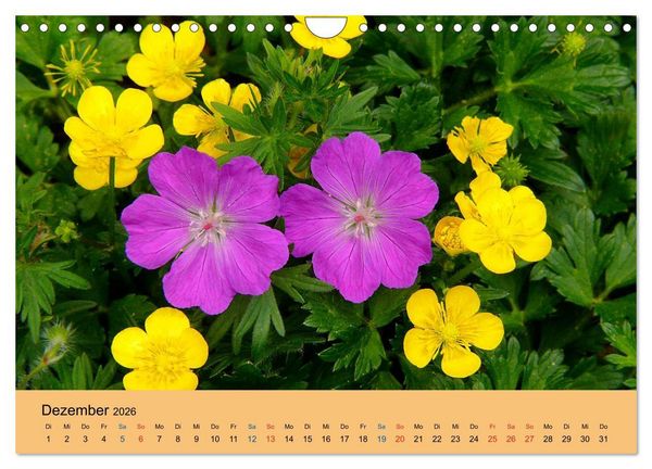 Produktbild: Wildblumen 2026 (Wandkalender 2026 DIN A4 quer), CALVENDO Monatskalender