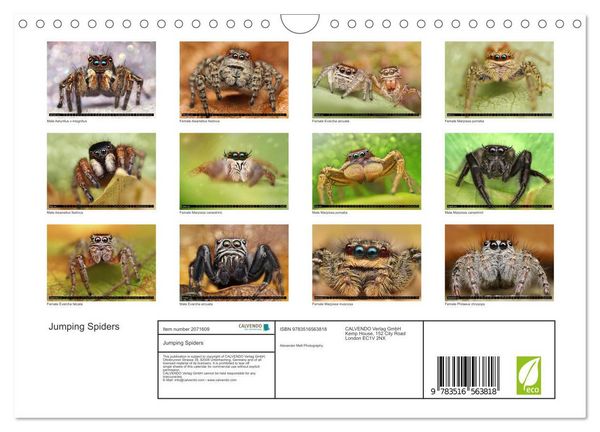 Produktbild: Jumping Spiders (Wall Calendar 2026 DIN A4 landscape), CALVENDO 12 Month Wall Calendar