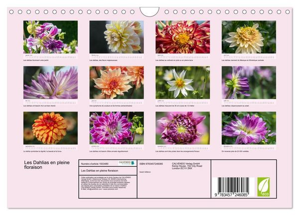 Produktbild: Les Dahlias en pleine floraison (Calendrier mural 2026 DIN A4 vertical), CALVENDO calendrier mensuel