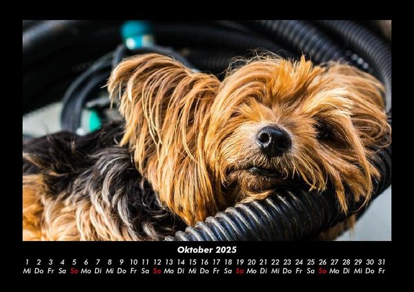 Produktbild: Hunde 2025 Fotokalender DIN A3