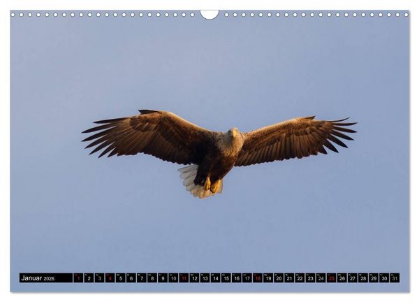 Produktbild: Greifv&ouml;gel und Eulen (Wandkalender 2026 DIN A3 quer), CALVENDO Monatskalender
