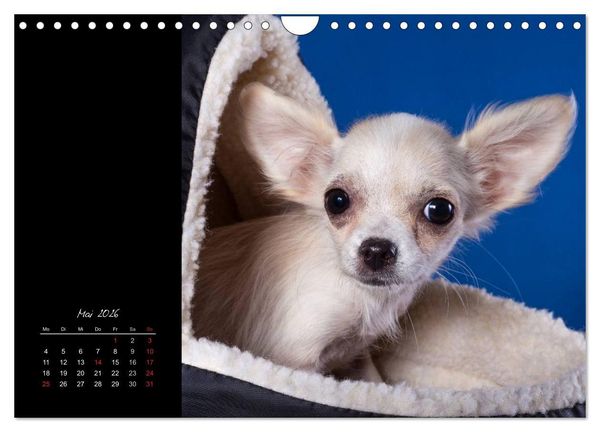 Produktbild: Chihuahua Welpen und Freunde (Wandkalender 2026 DIN A4 quer), CALVENDO Monatskalender