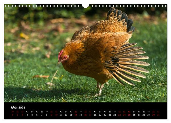 Produktbild: Neues von den Gartenh&uuml;hnern (Wandkalender 2026 DIN A3 quer), CALVENDO Monatskalender