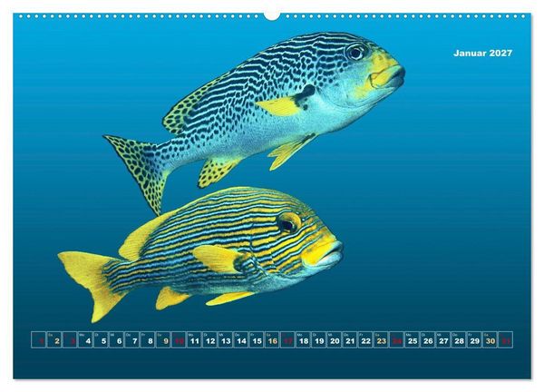 Produktbild: Unterwasser-Galerie (hochwertiger Premium Wandkalender 2027 DIN A2 quer), Kunstdruck in Hochglanz