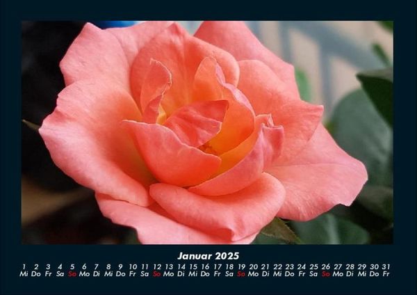 Produktbild: Strahlend sch&ouml;ne Rosen 2025 Fotokalender DIN A4