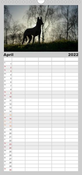 Familienplaner Belgische Schäferhunde - Der Malinois im Licht (Wandkalender 2022 , 21 cm x 45 cm, hoch)