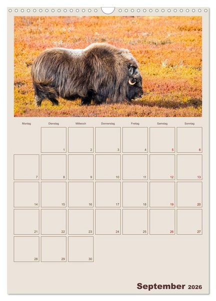 Produktbild: Moschusochsen - Norwegens gem&uuml;tliche Riesen (Wandkalender 2026 DIN A3 hoch), CALVENDO Monatskalender