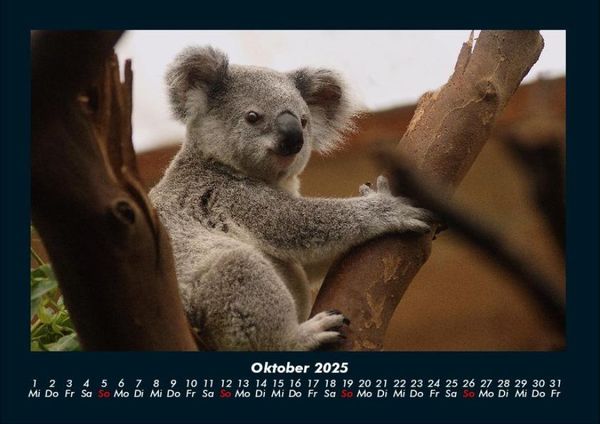 Produktbild: Koala 2025 Fotokalender DIN A4
