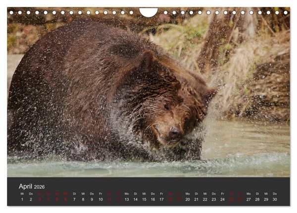 Produktbild: Die grossen B&auml;rentatzen (Wandkalender 2026 DIN A4 quer), CALVENDO Monatskalender