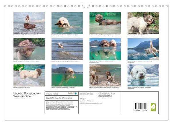 Produktbild: Lagotto Romagnolo - Wasserspiele (Wandkalender 2026 DIN A3 quer), CALVENDO Monatskalender