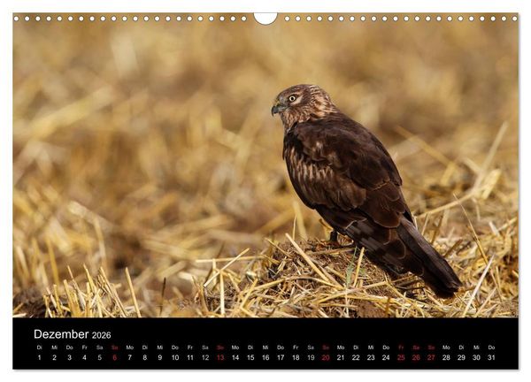 Produktbild: Wiesenweihen in Deutschland (Wandkalender 2026 DIN A3 quer), CALVENDO Monatskalender
