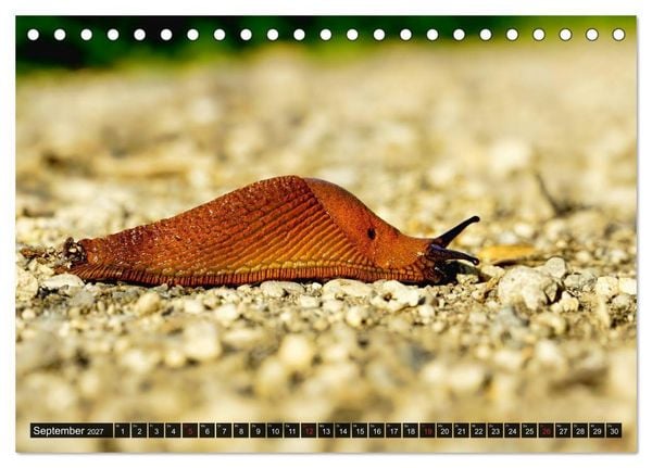 Produktbild: Abneigung und Ekel. Die unbeliebtesten Tiere (Tischkalender 2027 DIN A5 quer), CALVENDO Monatskalender