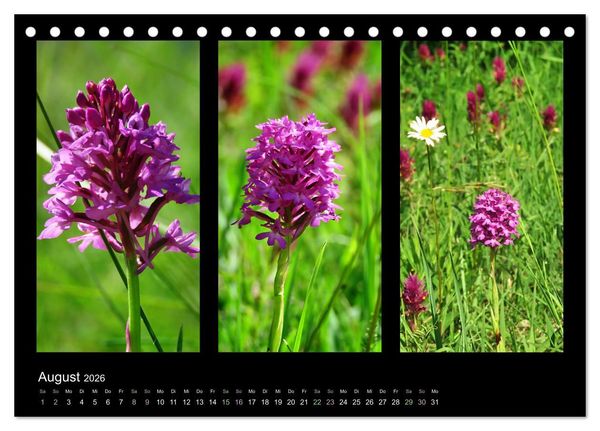 Produktbild: Heimische Orchideen im Dreierpack (Tischkalender 2026 DIN A5 quer), CALVENDO Monatskalender