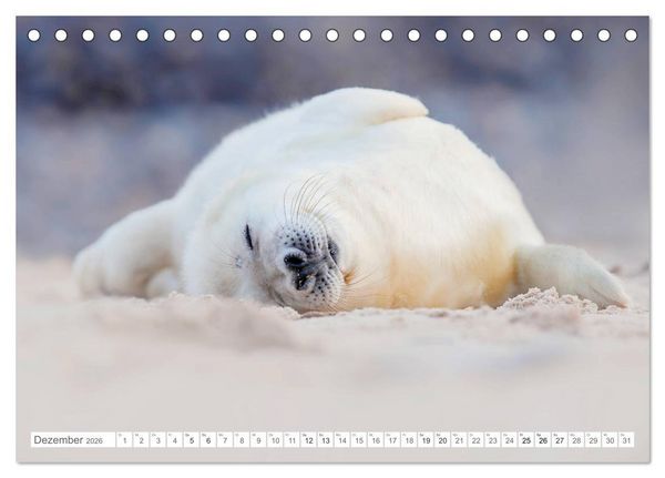 Produktbild: Helgoland - Das Leben auf der D&uuml;ne Helgolands (Tischkalender 2026 DIN A5 quer), CALVENDO Monatskalender