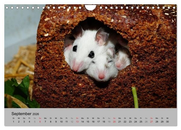 Produktbild: Mausebande (Wandkalender 2026 DIN A4 quer), CALVENDO Monatskalender